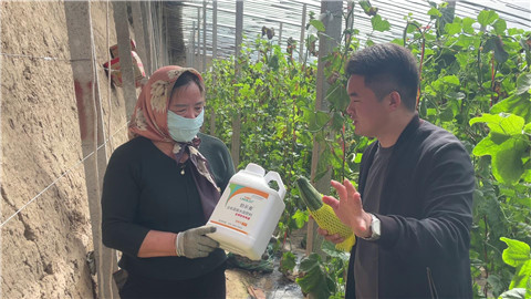 水溶肥品牌,羊角蜜种植,伯示麦水溶肥