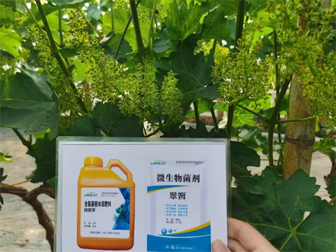 水溶肥品牌,葡萄种植,翠姆水溶肥